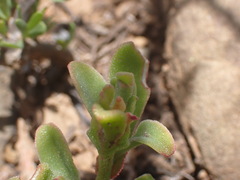 Mesembryanthemum aitonis