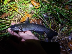 Ameiurus platycephalus