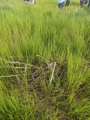 Urochloa dictyoneura