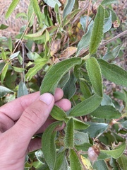 Cistus symphytifolius
