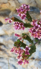 Sonderothamnus petraeus