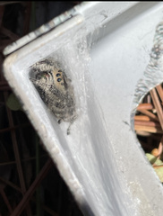 Phidippus regius