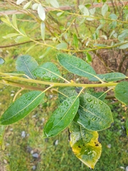 Salix hookeriana