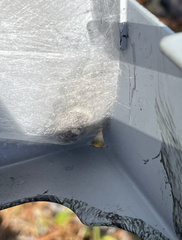 Phidippus regius