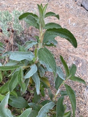 Cistus symphytifolius