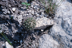 Coryphantha delicata