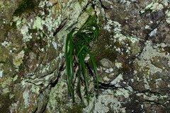 Haplopteris flexuosa