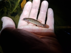 Umbra pygmaea