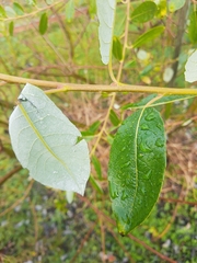 Salix hookeriana