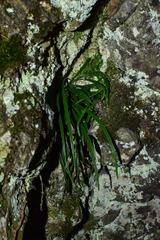 Haplopteris flexuosa