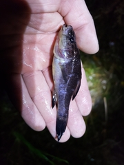 Aphredoderus sayanus