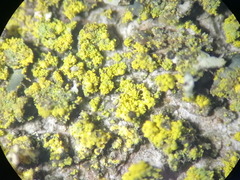 Candelariella reflexa