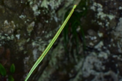 Haplopteris flexuosa