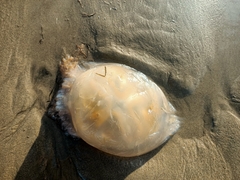 Catostylus tagi