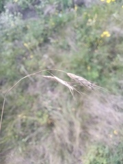 Bromus squarrosus