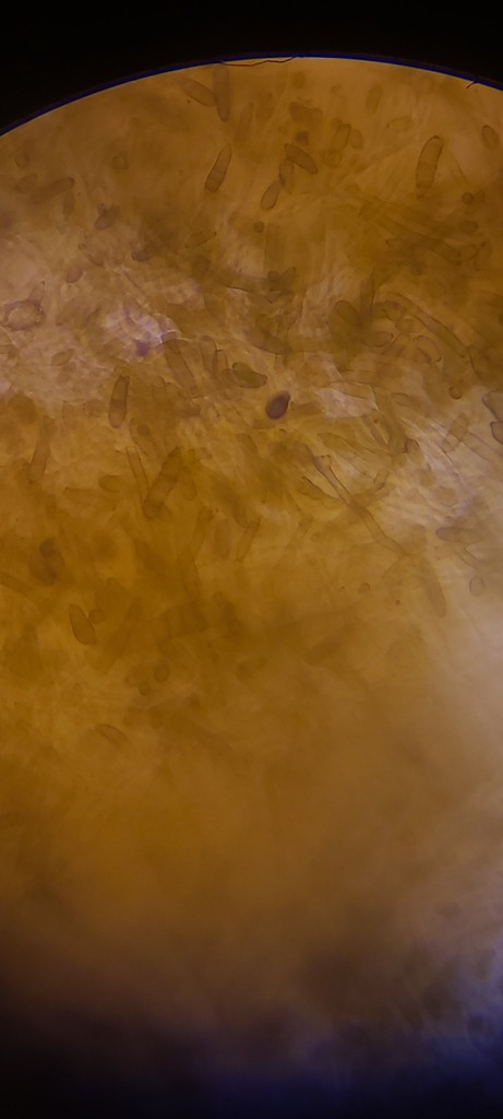 Cladosporium aecidiicola