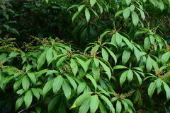Pieris japonica