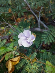 Jacquemontia pringlei