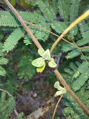 Jacquemontia pringlei