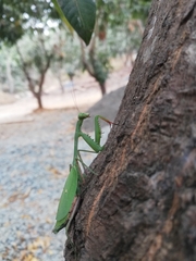 Stagmomantis theophila
