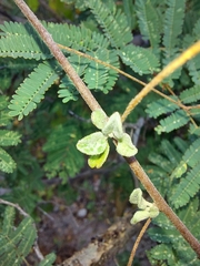 Jacquemontia pringlei