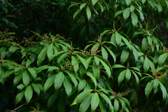 Pieris japonica