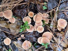 Tubaria furfuracea