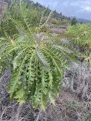 Image of Sonchus canariensis