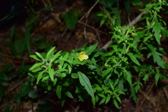 Siphonostegia laeta