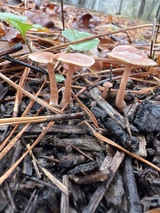 Tubaria furfuracea