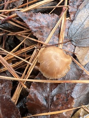 Tubaria furfuracea