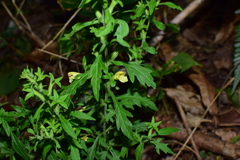 Siphonostegia laeta