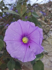 Ipomoea ternifolia leptotoma