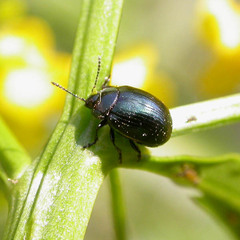 Chrysolina haemoptera