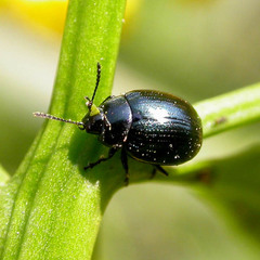 Chrysolina haemoptera