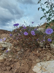 Ipomoea ternifolia leptotoma