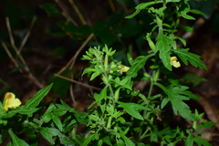 Siphonostegia laeta