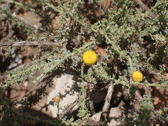 Pentzia incana