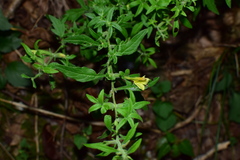 Siphonostegia laeta