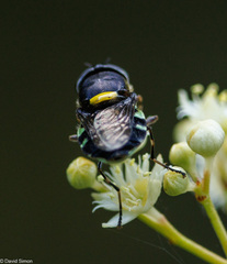 Odontomyia hunteri