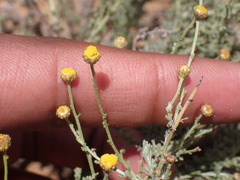 Pentzia incana