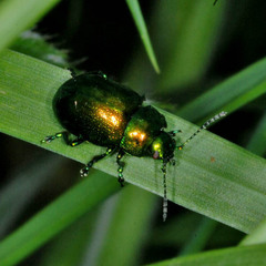 Chrysolina graminis