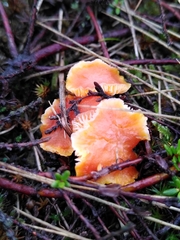 Hygrocybe cantharellus
