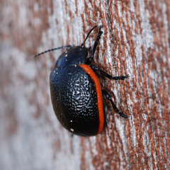 Chrysolina gypsophilae