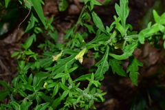 Siphonostegia laeta