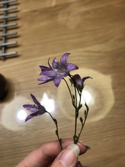 Campanula