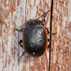 Chrysolina gypsophilae