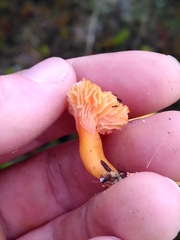 Hygrocybe cantharellus