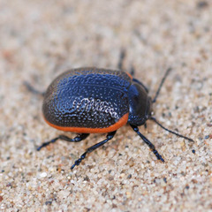 Chrysolina gypsophilae