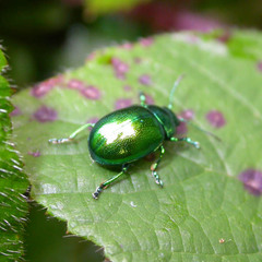 Chrysolina herbacea